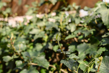 Obraz premium Common Ivy Hedera Helix Climbing on a Surface