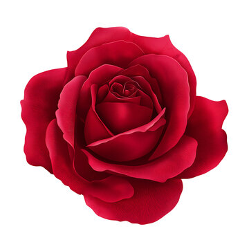 Vibrant crimson rose bloom, a captivating symbol of deep love and enduring passion, perfect for romantic gestures