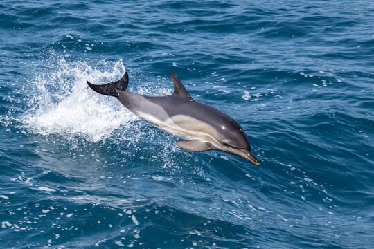 Dolphin jumping over the waves in black sea.