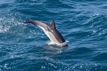 Naklejka premium Dolphin jumping over the waves in black sea.