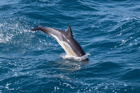 Dolphin jumping over the waves in black sea.
