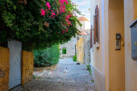 A group of stray cats on a narrow cobblestone alley with blooming pink bougainvillea flowers and plants and an ancient tower behind, in the medieval old town of Rhodes, Greece.