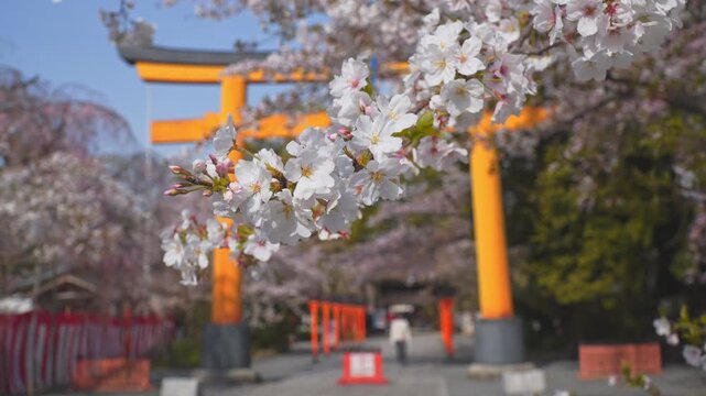 京都　平野神社の鳥居と風に揺れる桜の花