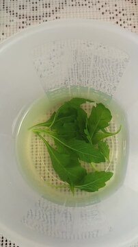 Epazote Herbal Tea in a Transparent Jar
