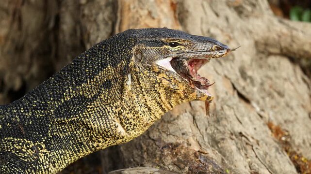 Asian Water Monitor Lizard Eating Fish in Lumpini Park Bangkok