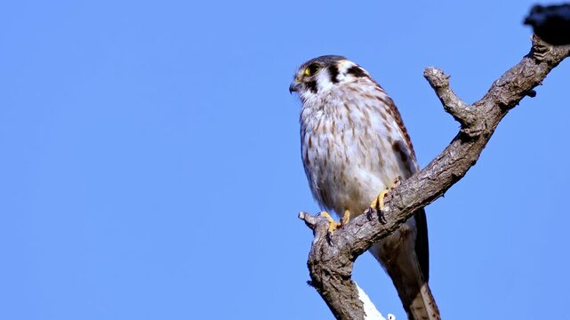 Bird of prey, falcon-Cernicalo, falcon close up