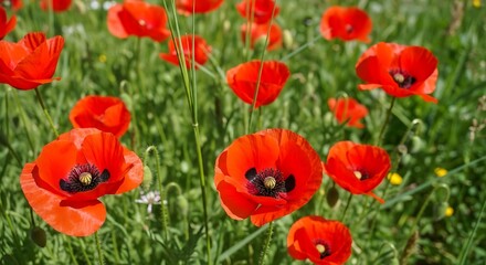 Fototapeta premium Vibrant red poppies blooming in a lush green field under sunlight