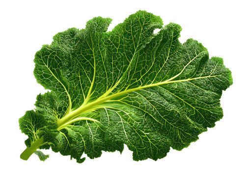 Illustration of a fresh green kale leaf showing detailed venation and texture