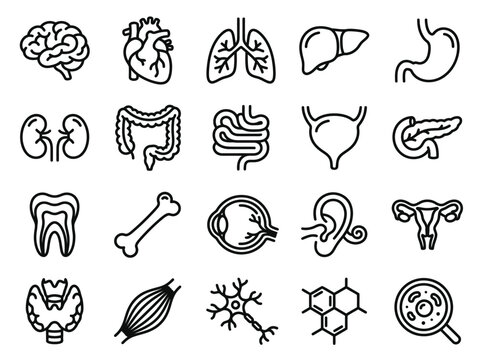 Human Internal Organs and Anatomy Vector Line Icon Set - Medical and Biological Symbols including Heart, Brain, Lungs, Liver, Stomach, and Kidneys