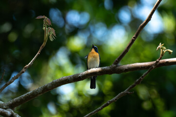 Obraz premium A male Tickells Blue Flycatcher perched gracefully on a thin, tree branch. The background is a soft, out of focus green forest canopy, creating a beautiful natural bokeh.