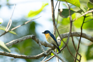 Fototapeta premium A male Tickells Blue Flycatcher perched gracefully on a thin, tree branch. The background is a soft, out of focus green forest canopy, creating a beautiful natural bokeh.
