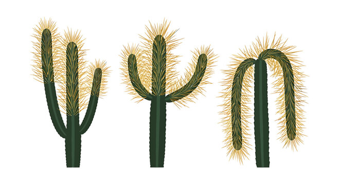 Three different cactus plants illustration on white background.