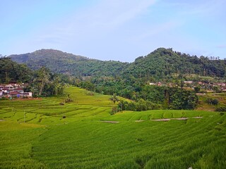 Fototapeta premium rural rice field in West Java