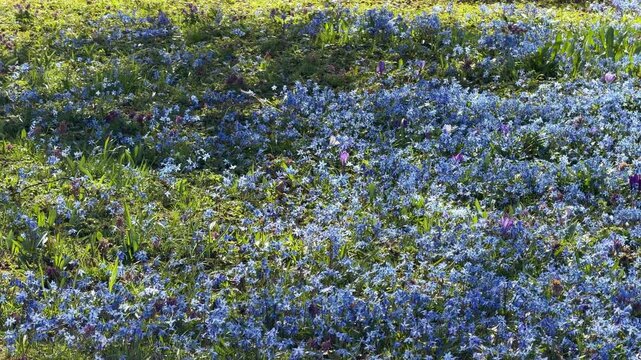 primroses and white crocuses