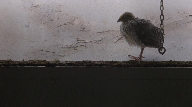 Medium shot of a chick on a high ledge, next to a wall of a commercial breeding farm.