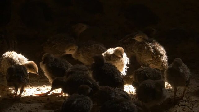 Group of red-legged partridge chicks in a dark indoor environment, illuminated by a soft, warm overhead light. High contrast and natural behavior in a poultry farm.