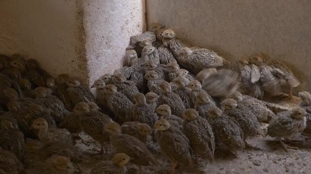 Partridge chicks huddled together in a corner, displaying social behavior on a poultry farm