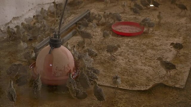 Dozens of young red-legged partridge chicks gathering around an automatic waterer and feeder inside a controlled indoor farm environment. High-density poultry farming.