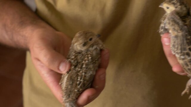 Close-up of two young partridges with mottled brown plumage, perched on a person's hands. The image highlights the delicacy of their feathers and their calm demeanor.