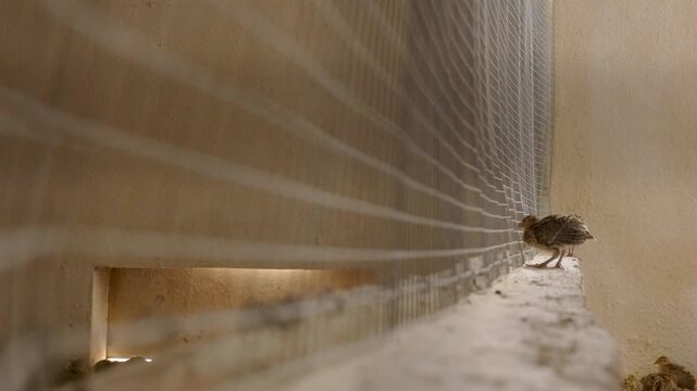 Partridge chicks inside a professional breeding farm