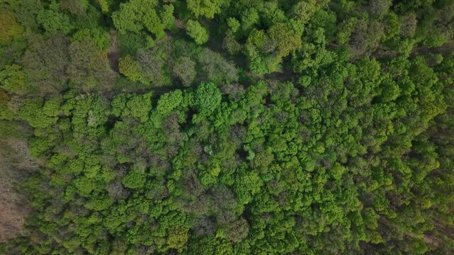A vibrant, dense forest canopy from an aerial perspective shows the lush green texture of trees in spring or summer, highlighting environmental conservation and the beauty of nature.