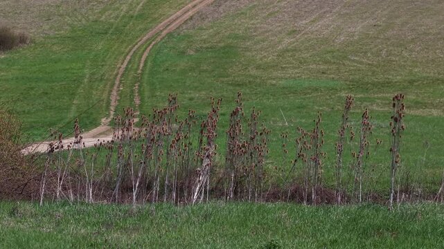 Dried teasel stalks stand in a row against a rolling green meadow, showcasing a rural hillside path. This tranquil countryside scene represents the transition from winter to spring in nature.