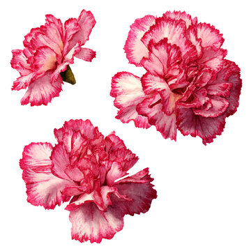 Flower - carnation watercolor isolation on transparent illustration.