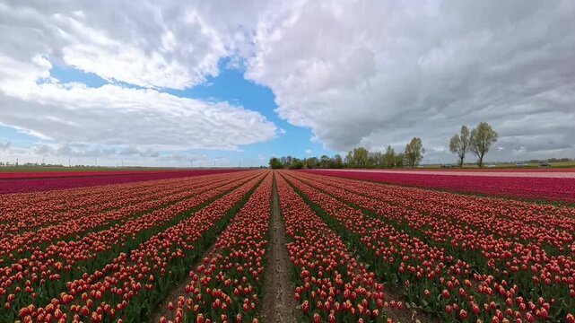 A low-angle tracking shot moving smoothly alongside rows of vibrant red tulips in full bloom. The perspective highlights depth, texture, and repeating patterns, capturing the rich colors and structure