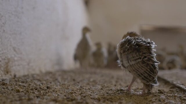 Close-up, at ground level, of a red-legged partridge (Alectoris rufa) chick inside a professional poultry breeding facility.