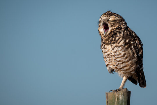 B&uacute;ho posado sobre poste de madera con cielo azul