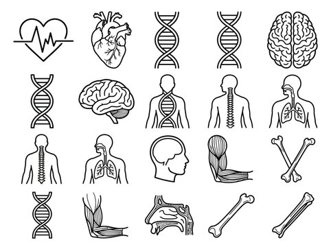 Human Anatomy and Medical Line Icons Set: Brain, Heart, DNA, Spine, Lungs, Bones, and Muscles Minimalist Vector Illustrations for Healthcare and Science Education