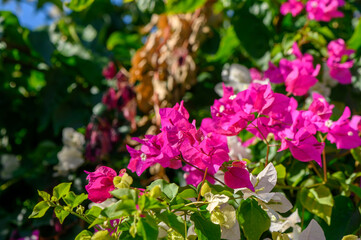 Obraz premium Vibrant bougainvillea blooms create a stunning backdrop in a lush garden on a sunny day