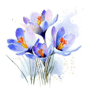 Flower - crocus watercolor isolation on transparent illustration.