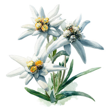 Flower - edelweiss watercolor isolation on transparent illustration