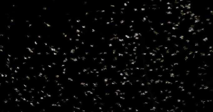Monsoon magic Winged Termite emerging for nuptial flight in slow motion cinematic night swarm toward light