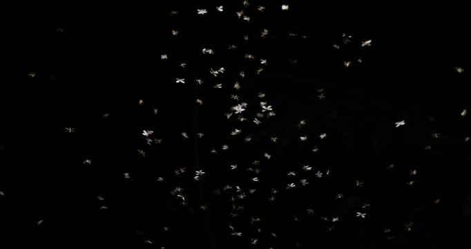 Winged termites swarm a light source during pre-monsoon rains; slow motion nuptial flight like a dance