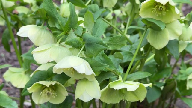 hellebore flowers swaying in the wind in close-up. macro video of spring primroses