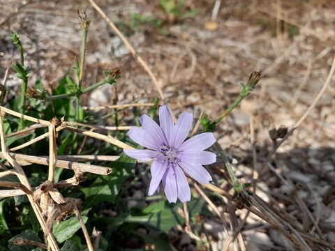 Malva sylvestris wild plant in european nature. Common mallow flowers with green leaves.&nbsp;Wild mallow pink blossoms in Italy. Also known as Dwarf mallow.