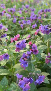 purple comfrey flowers swaying in the wind in close-up. macro video of spring primroses