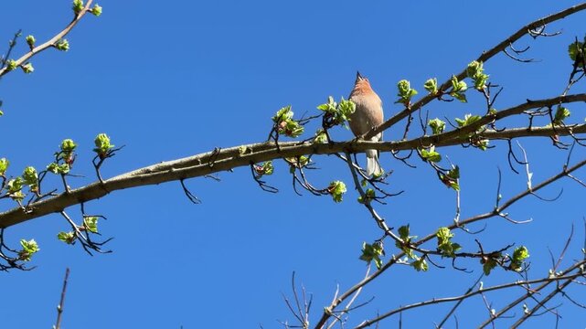 The finch sits on a branch and chirps, calling a female