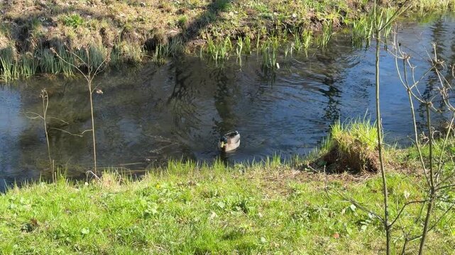 two ducks swimming together
