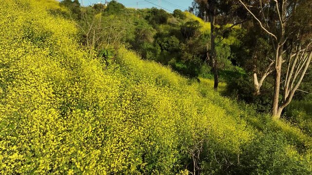 Los Angeles Kenneth Hahn Park California Super Bloom Mustard Flowers Dolly Back