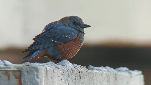 Close up of a wild male blue rock thrush bird with striking blue and chestnut plumage perched on an urban concrete ledge against a soft blurred background.