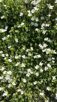 alliaria petiolata flowers