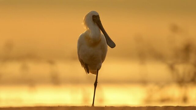 Cinematic shot of a wild spoonbill bird standing on one leg in shallow water, backlit by a stunning golden hour sunset that creates a warm glowing silhouette in its natural wetland habitat.