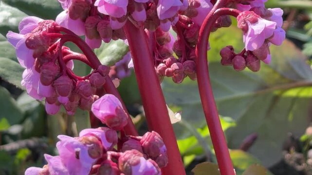 Bergenia crassifolia flowers in close-up
