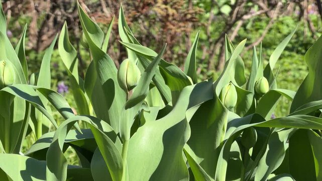green tulip buds swaying in the wind. macro video of spring primroses