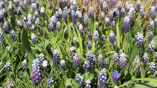 Muscari botryoides swaying in the wind. macro video of primroses