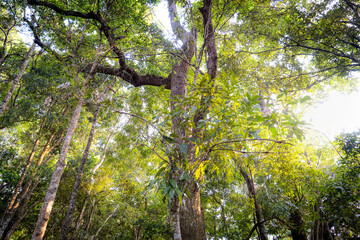 Fototapeta premium Beautiful view shoot from Bottom up view of spring green foliage of trees in park or forest against the blue sky and sunny day, sunlight through the green leaves of tree. Green nature background