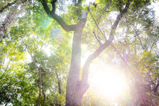 Beautiful view shoot from Bottom up view of spring green foliage of trees in park or forest against the blue sky and sunny day, sunlight through the green leaves of tree. Green nature background